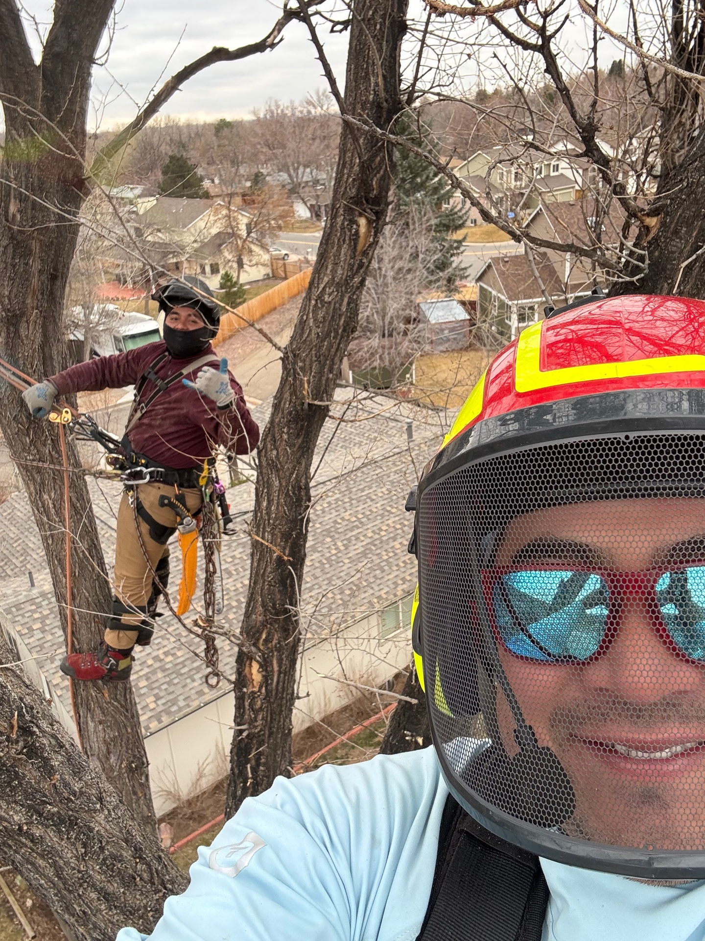 Tree trimming and shaping work on a mature oak in Colorado Springs