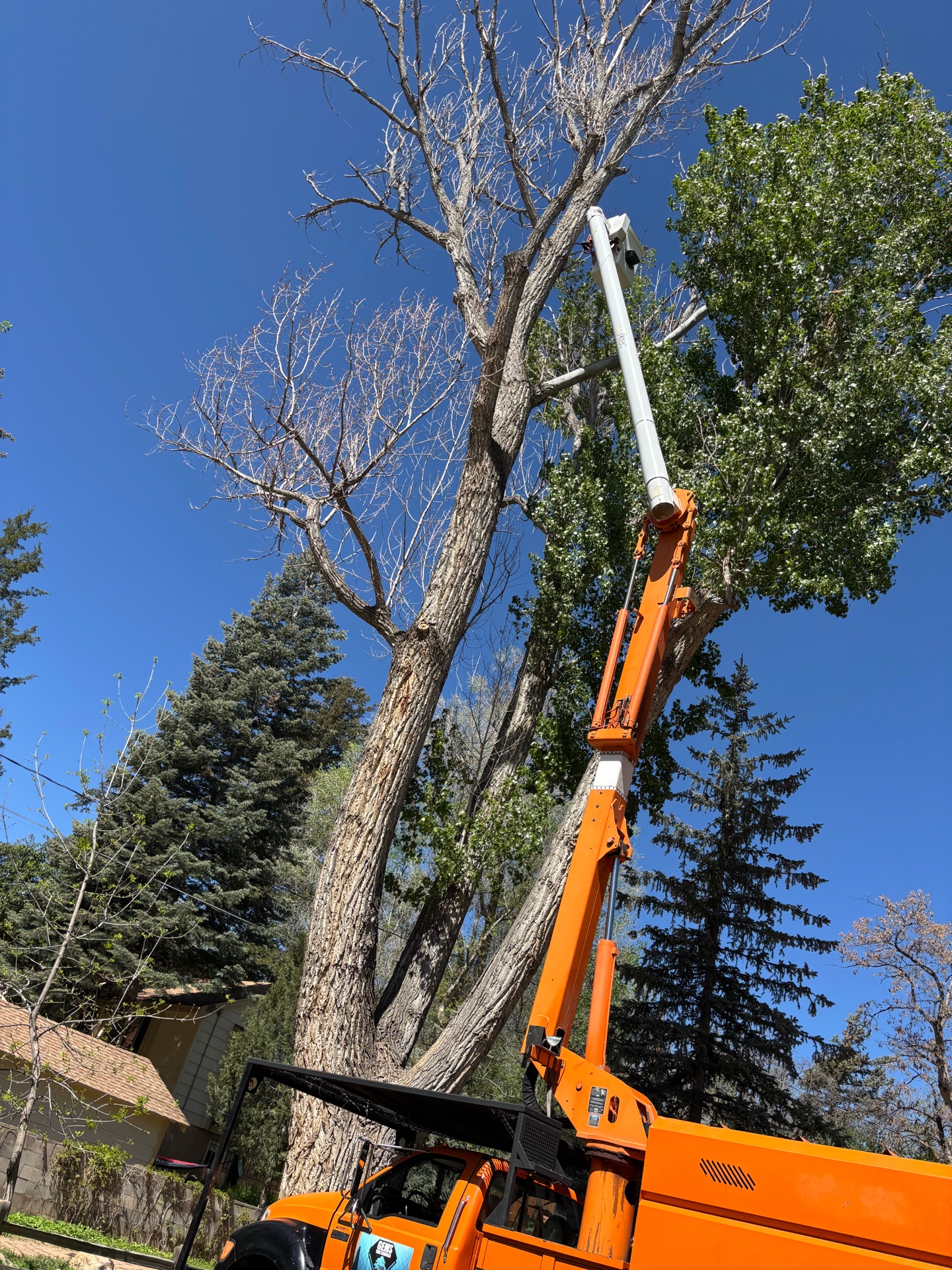 Dead Tree Removal
