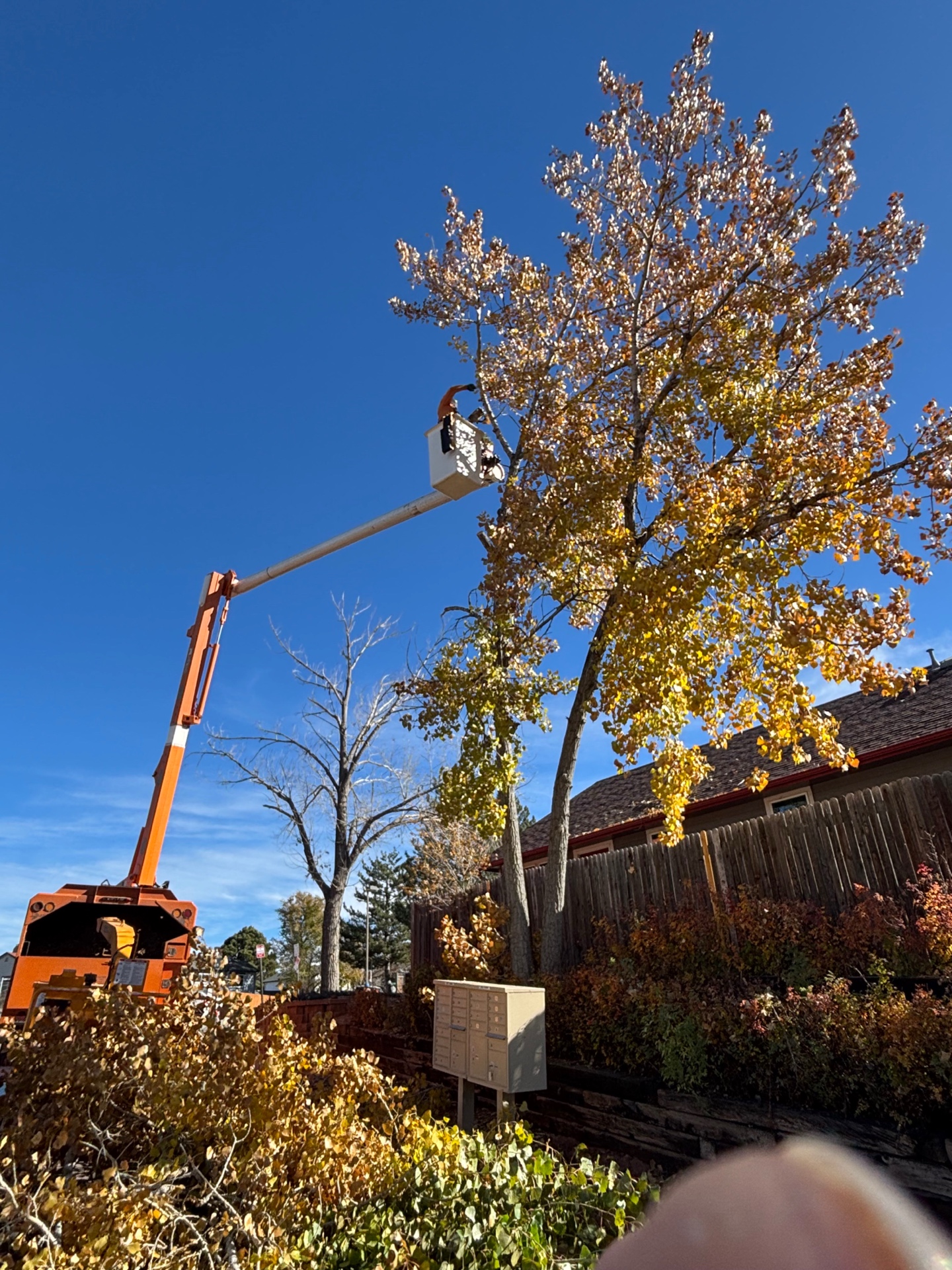 Utility Line Clearance