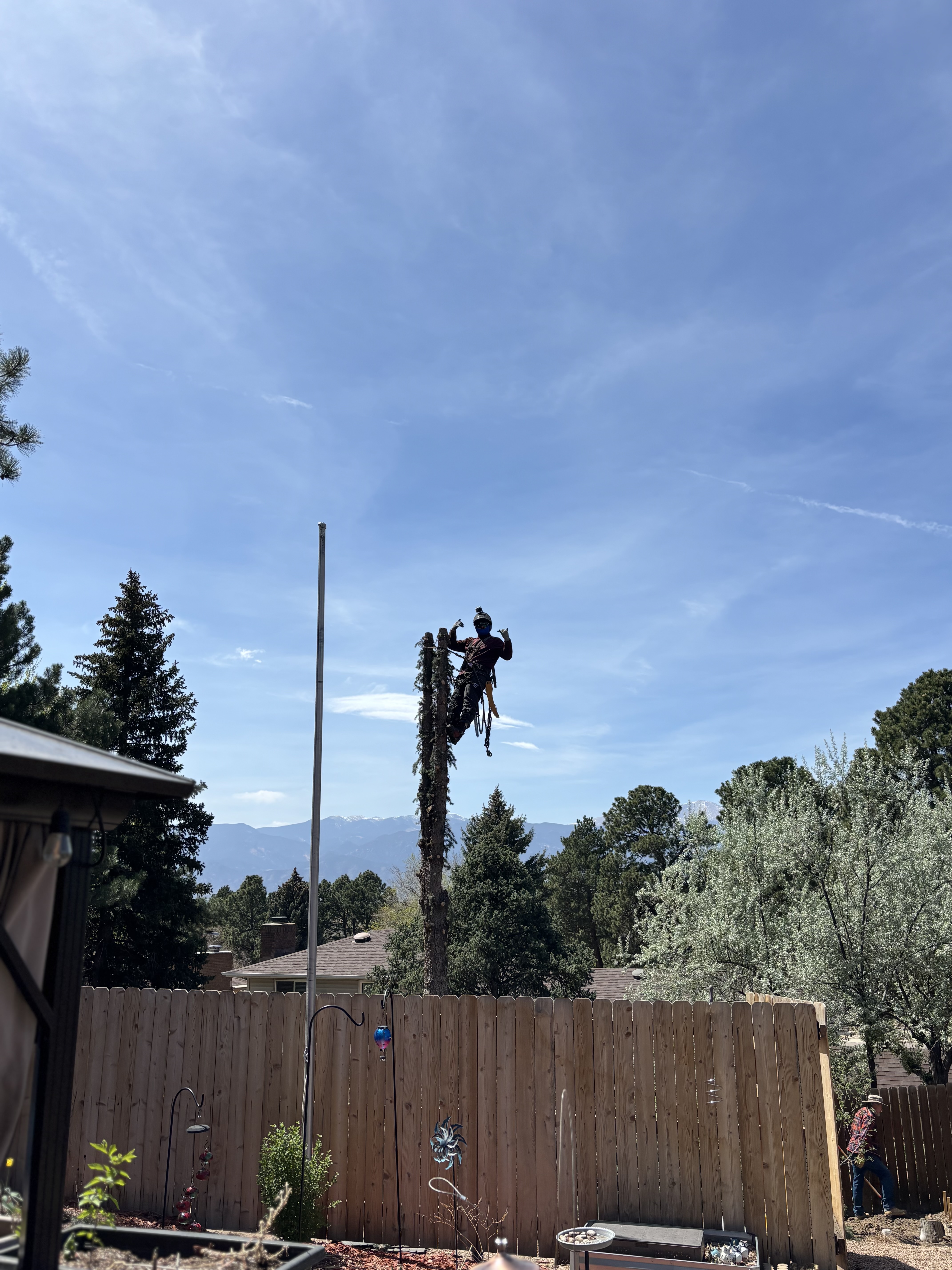 Full Tree Removal